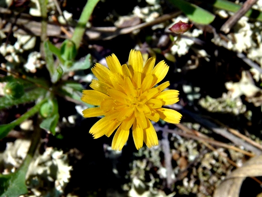 {Krigia virginica}
